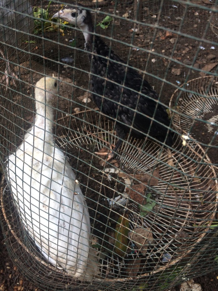 93 Gambar Ayam Hitam Polos Terbaik 93 Gambar Ayam Hitam Polos Terbaik