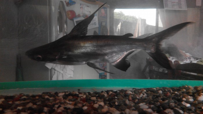 8800 Koleksi Gambar Ikan Hiu Hias Gratis