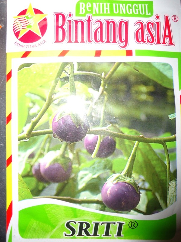 jual bibit benih terong bulat ungu lalap geger jual bibit benih terong bulat ungu lalap geger