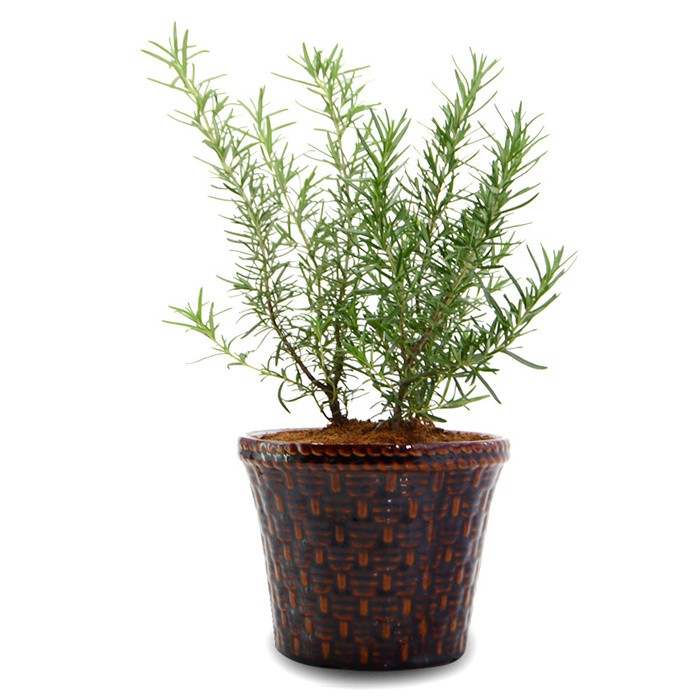 jual kebun bibit tanaman rosemary kebunbibit jual kebun bibit tanaman rosemary kebunbibit