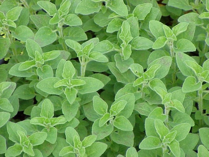 jual benih biji bibit herb oregano rena jual benih biji bibit herb oregano rena