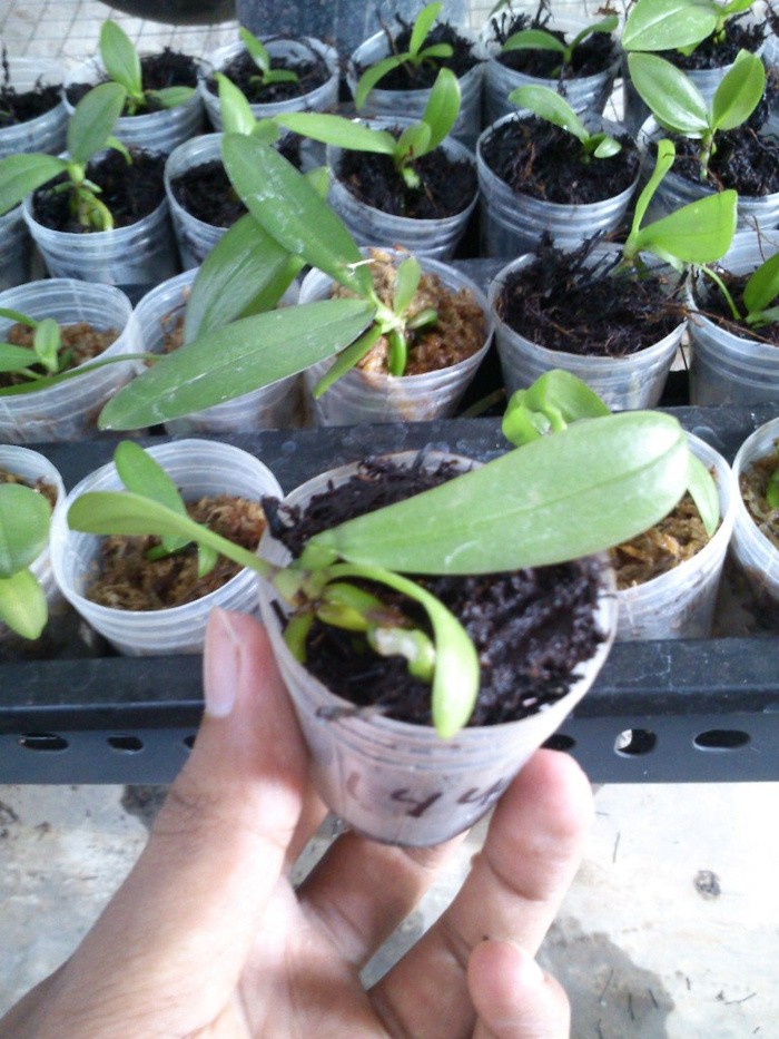 jual bibit anggrek bulan uk 5cm ali orchid jual bibit anggrek bulan uk 5cm ali orchid