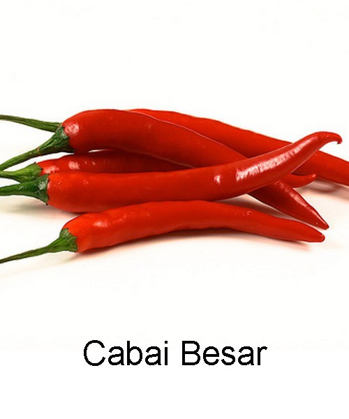 jual benih bibit sayur cabai besar anneui shop jual benih bibit sayur cabai besar anneui shop