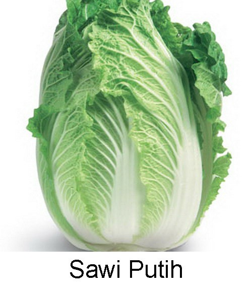jual benih bibit sayur sawi putih anneui shop jual benih bibit sayur sawi putih anneui shop