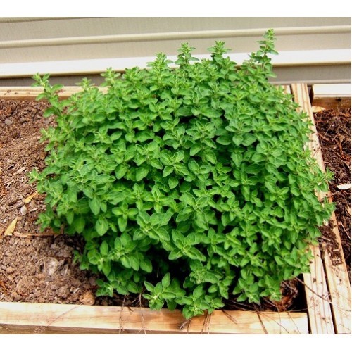 jual bibit benih oregano bibit bunga jual bibit benih oregano bibit bunga