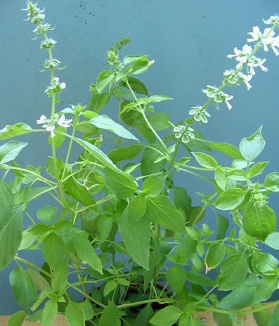 jual bibit benih lemon basil kemangi bibit bunga jual bibit benih lemon basil kemangi bibit bunga