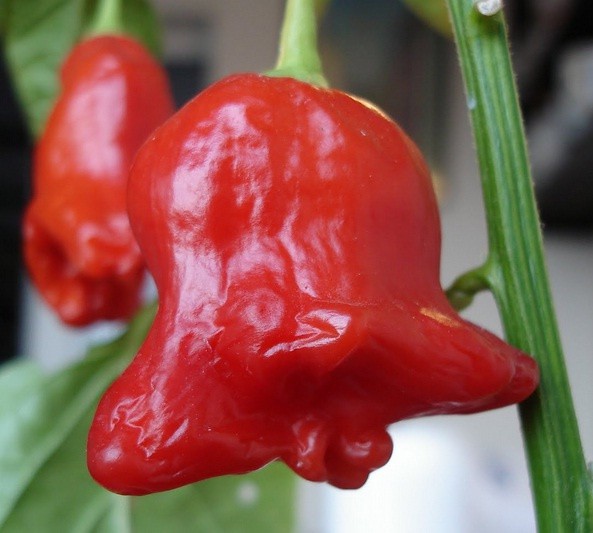 Bibit / Benih Cabe / Cabai Bishops Crown Pepper
