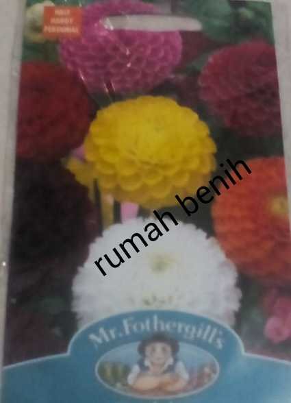 jual benih bunga dahlia pompon mixed rumah benih jual benih bunga dahlia pompon mixed rumah benih