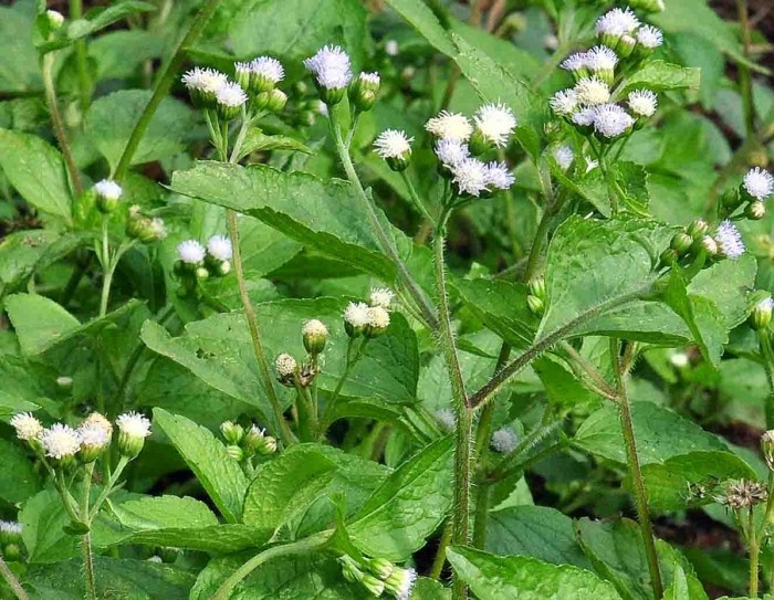 Image result for babadotan