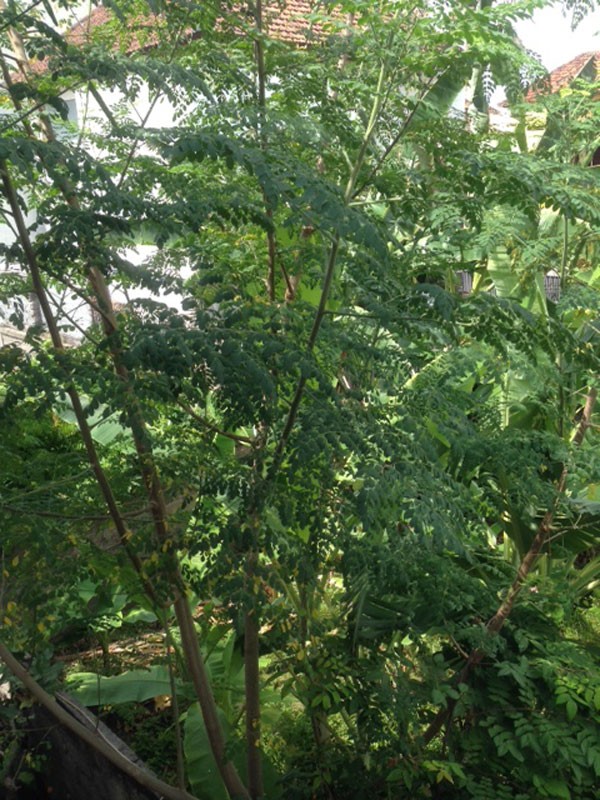 jual stek daun kelor bali bibit bagus jual stek daun kelor bali bibit bagus