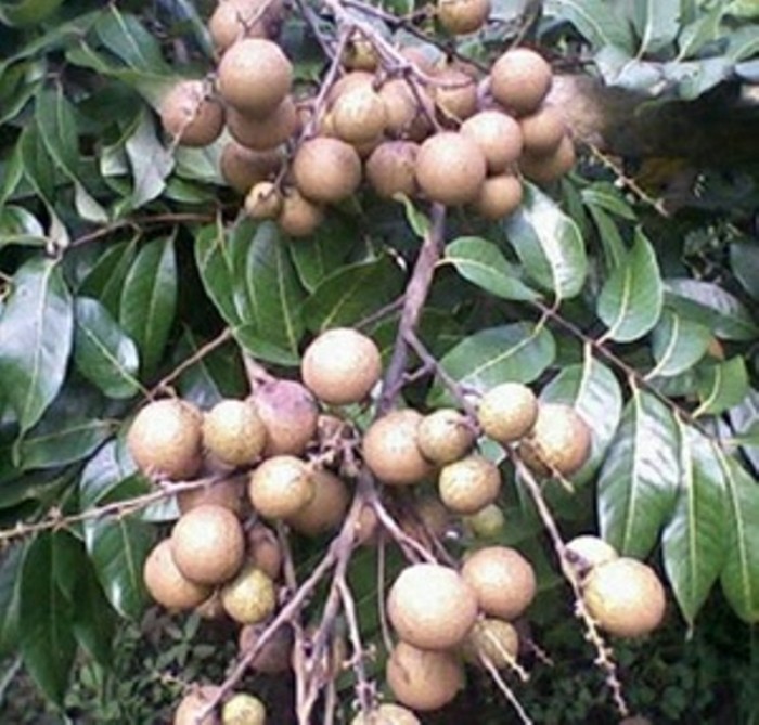 Kelengkeng Kristal / Bibit Tanaman Hidup Buah Kelengkeng Kristal