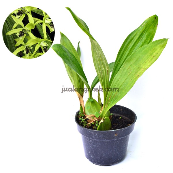 Jual Anggrek Hitam Coelogyne Pandurata Dewasa Kab Pasuruan