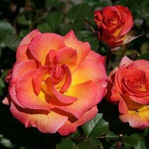 87+ Gambar Bunga Mawar Orange Paling Keren 87+ Gambar Bunga Mawar Orange Paling Keren