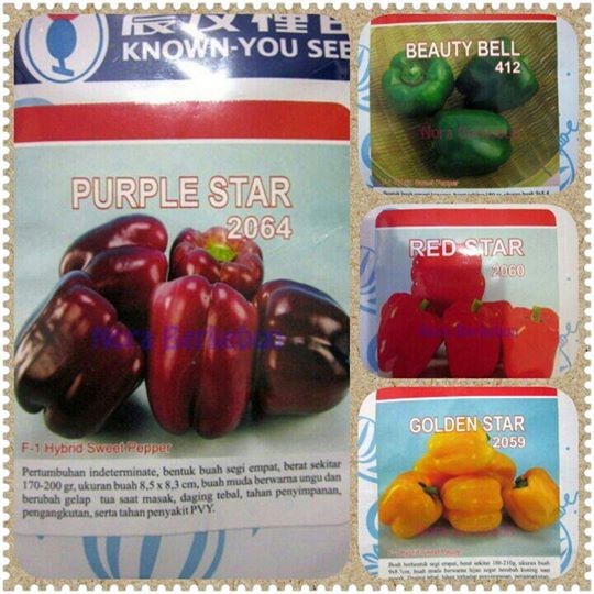jual benih bibit paprika pack gwen house shop jual benih bibit paprika pack gwen house shop