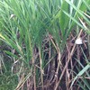 jual bibit rumput gajah odot agro farmindo jual bibit rumput gajah odot agro farmindo