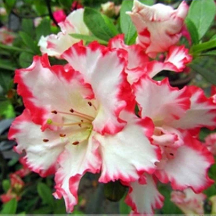 jual biji benih bibit bunga azalea white minigarden jual biji benih bibit bunga azalea white minigarden