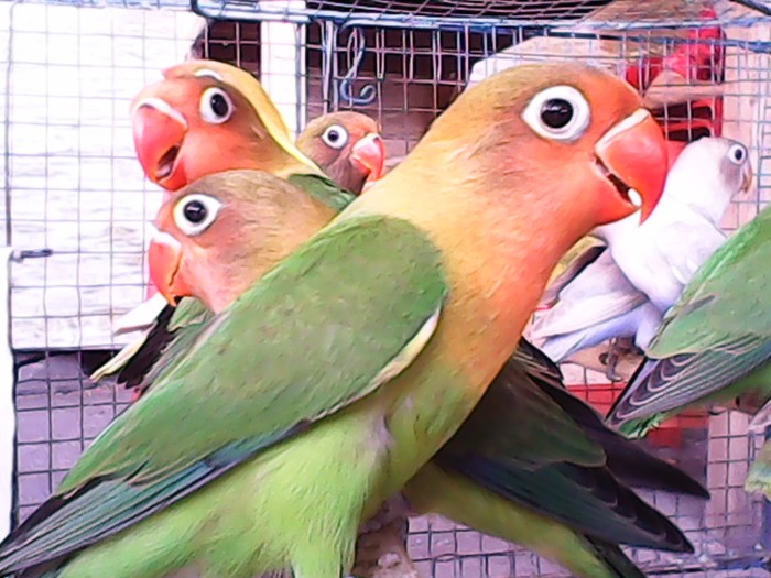 Jual Lovebird Hijau Standart Kota Surakarta Burung Parkit