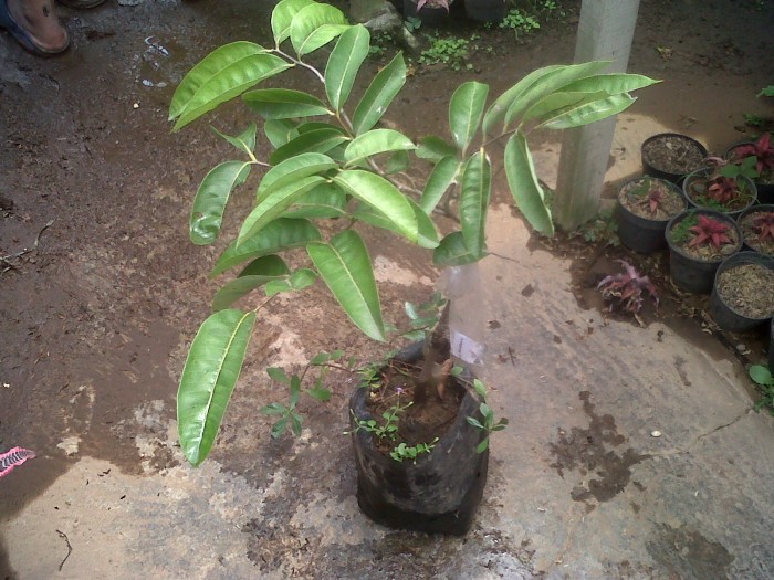 klengkeng aroma durian okulasi daftar harga terkini dan terlengkap indonesia klengkeng aroma durian okulasi daftar harga terkini dan terlengkap indonesia