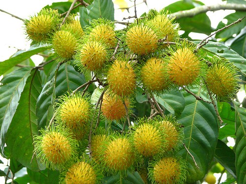 rambutan