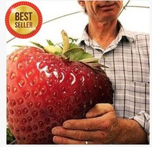 jual bibit biji benih buah strawberry raksasa qu jual bibit biji benih buah strawberry raksasa qu