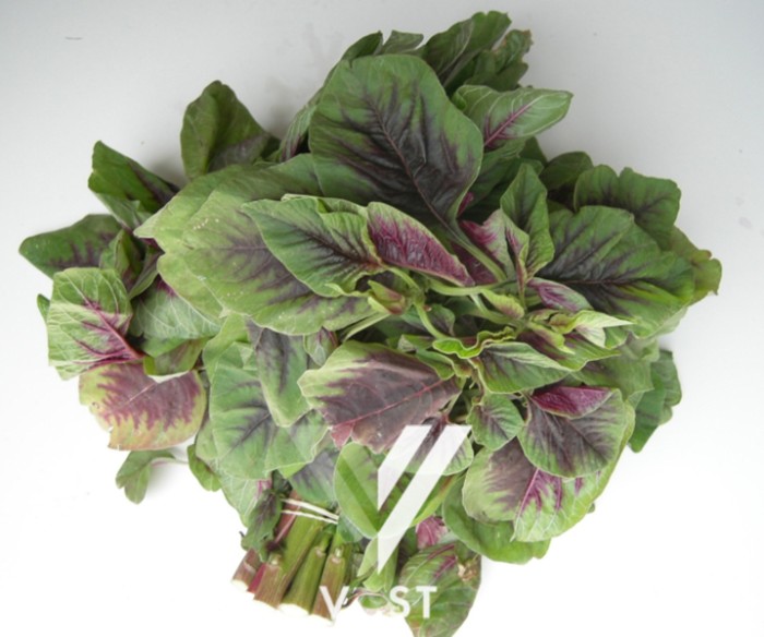 jual bayam amaranth benih bibit biji import spinach seeds vast jual bayam amaranth benih bibit biji import spinach seeds vast