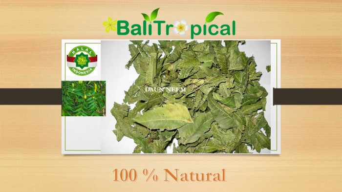 1000 Gambar Daun Neem Paling Keren 1000 Gambar Daun Neem Paling Keren