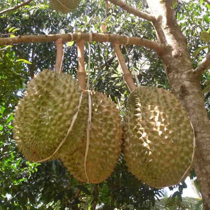 jual tanaman buah durian petruk 60cm kebunbibit jual tanaman buah durian petruk 60cm kebunbibit