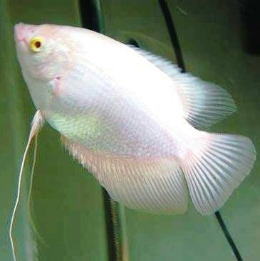 jual bibit ikan gurame padang manna farm jual bibit ikan gurame padang manna farm