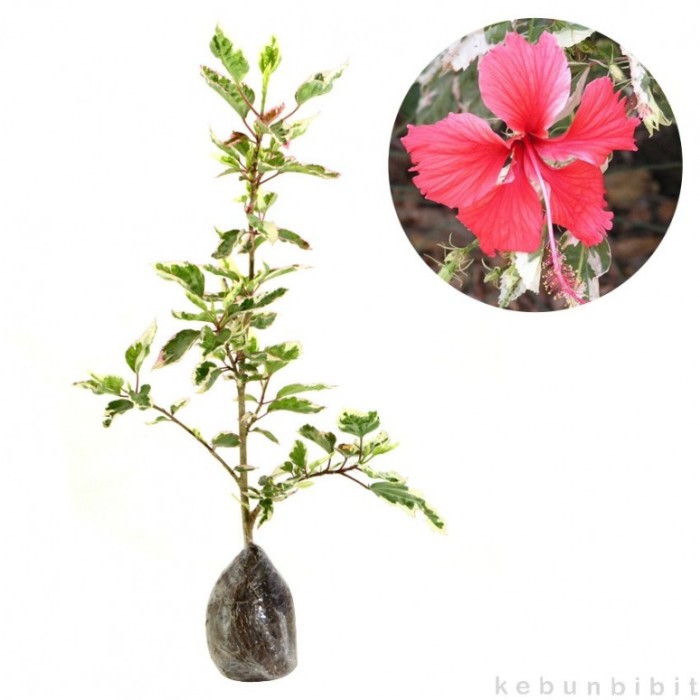 Tanaman Hias Bunga Hibicus Variegata