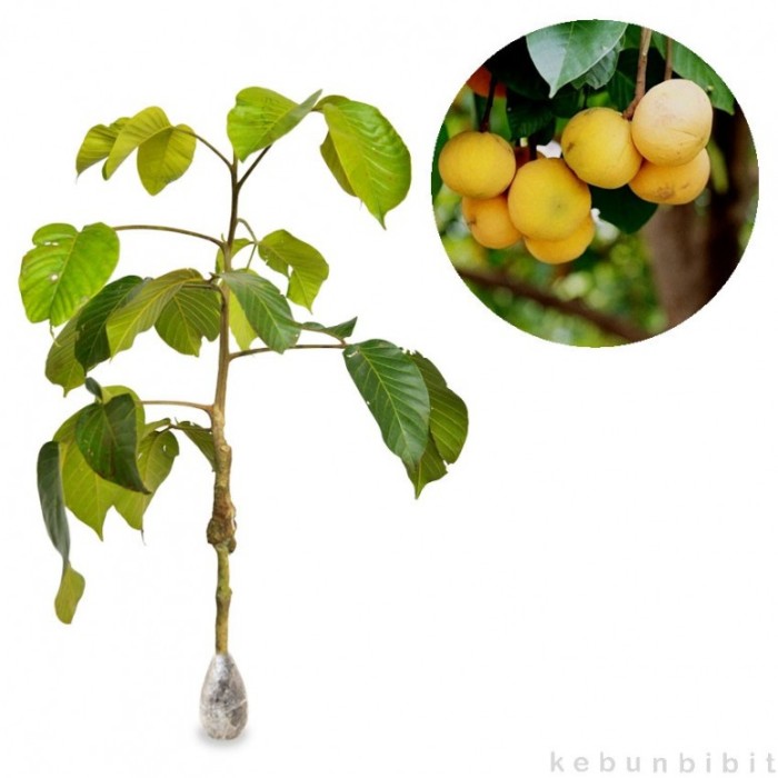 jual tanaman buah kecapi bangkok 60cm kebunbibit jual tanaman buah kecapi bangkok 60cm kebunbibit