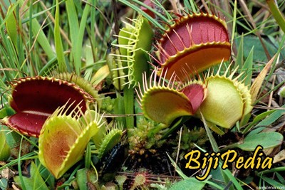 jual bibit tanaman pemakan serangga venus flytrap jual bibit tanaman pemakan serangga venus flytrap