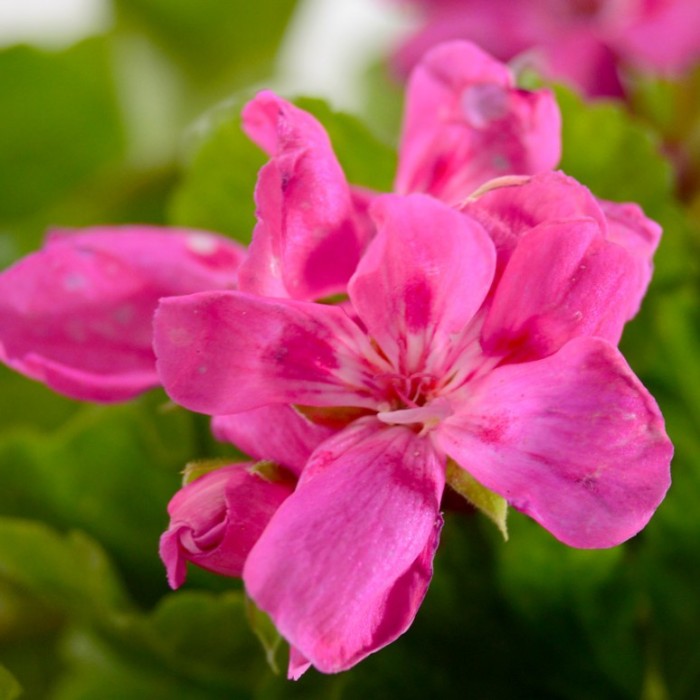 jual tanaman gantung bunga pink pelargonium kebunbibit jual tanaman gantung bunga pink pelargonium kebunbibit