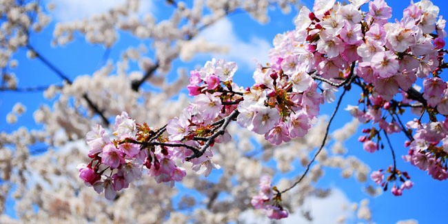 Unduh 6000 Wallpaper Bunga Sakura Ungu Paling Baru Unduh 6000 Wallpaper Bunga Sakura Ungu Paling Baru