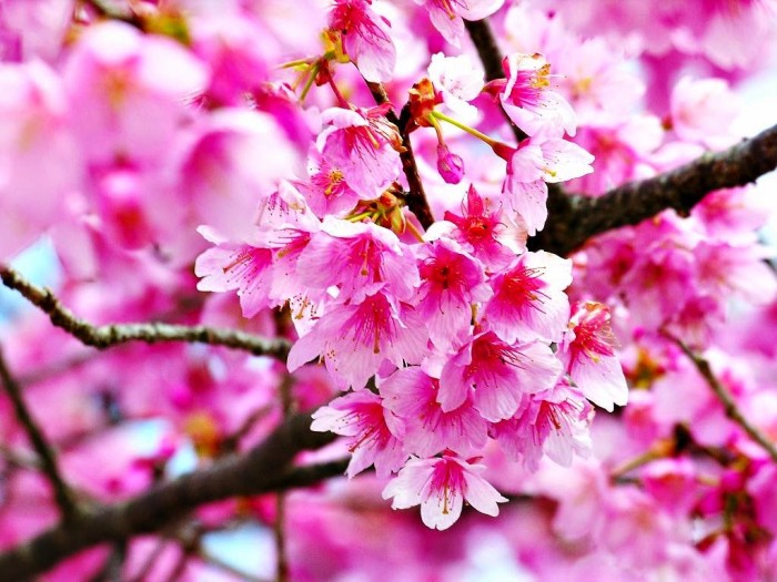 1000 Gambar Bunga Sakura Keren HD 1000 Gambar Bunga Sakura Keren HD