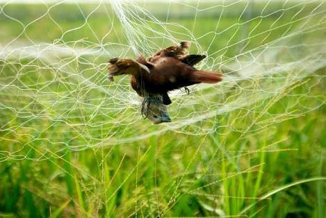 jual jaring perangkap burung jaring burung tangkap jual jaring perangkap burung jaring burung tangkap