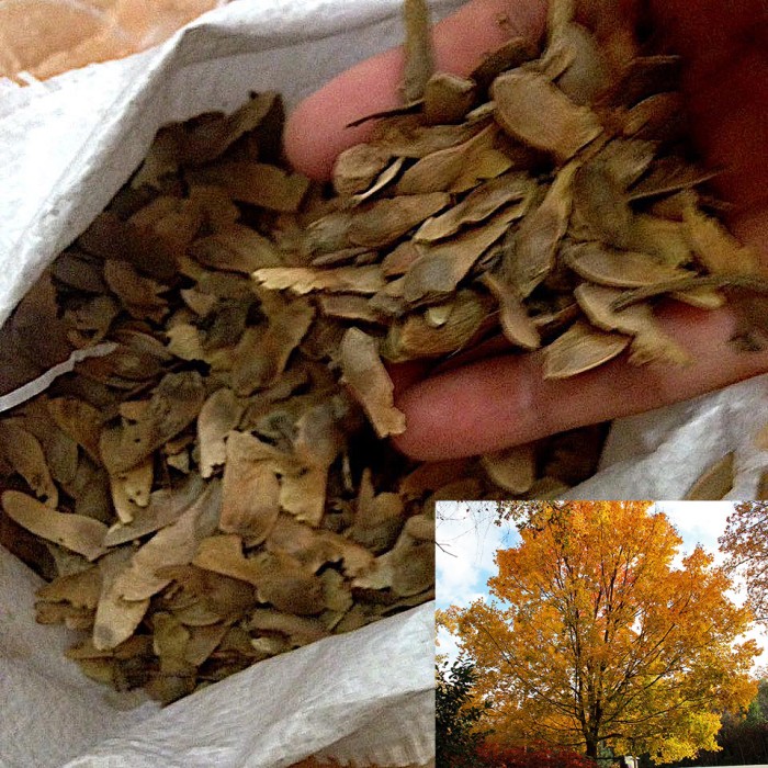 jual benih bibit shantung maple tree acer truncatum seeds import onigiri frenzy jual benih bibit shantung maple tree acer truncatum seeds import onigiri frenzy