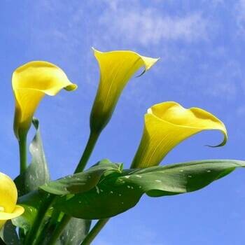 jual benih bibit biji bunga kalla lili yellow calla tamima grosir jual benih bibit biji bunga kalla lili yellow calla tamima grosir