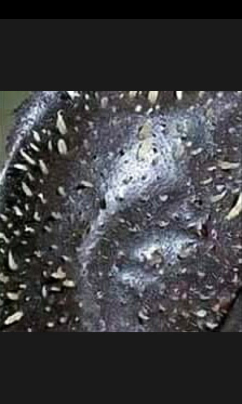 Masker Komedo Biore jual masker hisap komedo 1 hari pelembut halus biore Masker Komedo Biore jual masker hisap komedo 1 hari pelembut halus biore
