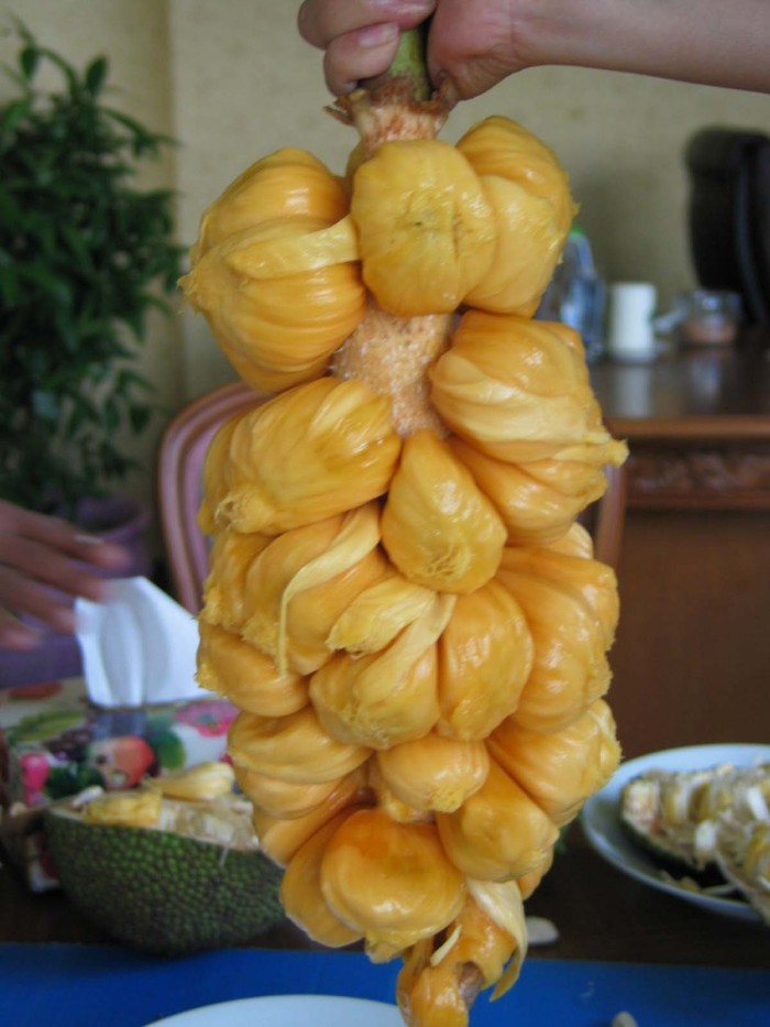 Hasil gambar untuk nangkadak