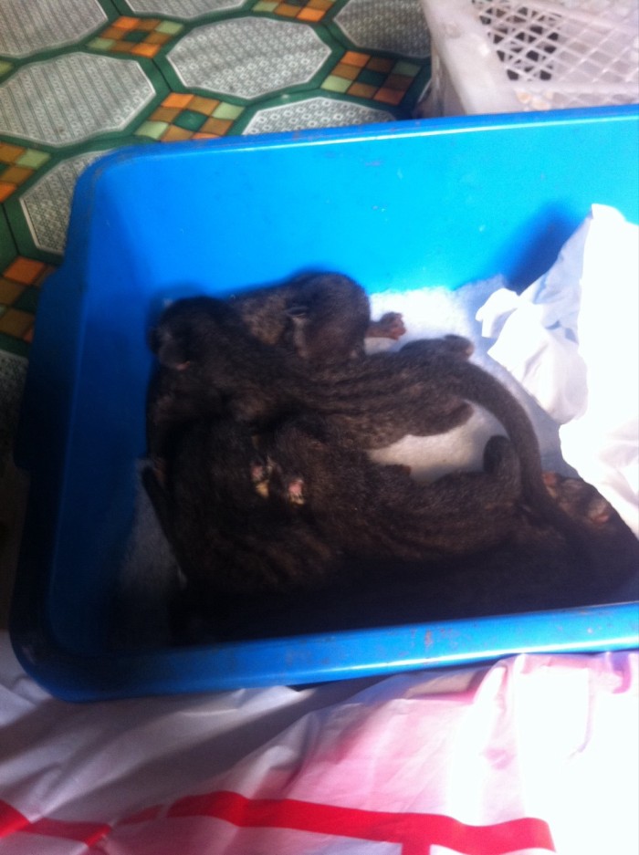 Harga Musang Pandan Baby Hargano.com Harga Musang Pandan Baby Hargano.com
