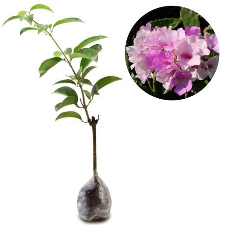 Jual Stefenut Ungu Kota Batu Mahameru Flora Tokopedia