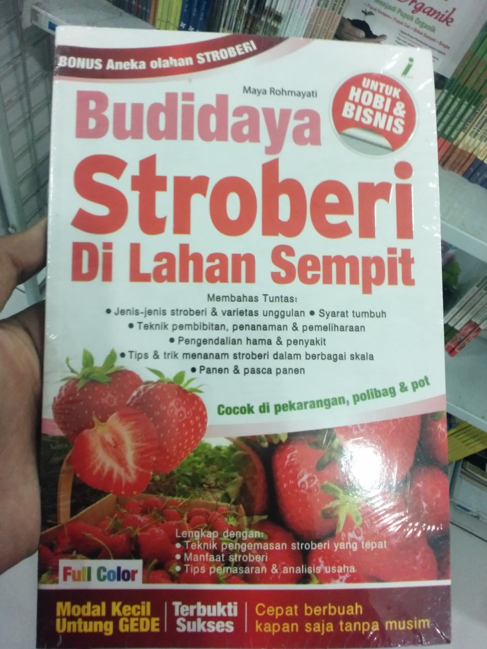 budidaya stroberi Blog tentang budidaya dan cara menanam berbagai buah dan tumbuhan siram stroberi 2 kali sehari pada pagi dan sore hari. budidaya stroberi Blog tentang budidaya dan cara menanam berbagai buah dan tumbuhan siram stroberi 2 kali sehari pada pagi dan sore hari.