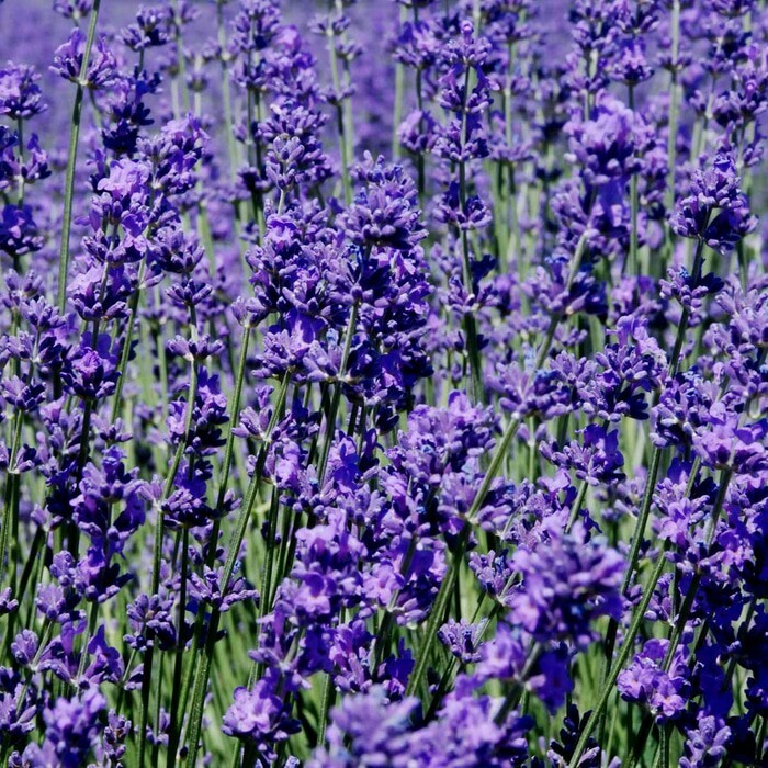 Jual 7 Benih Bunga Lavender - Kab. Purworejo - Awan Home | Tokopedia