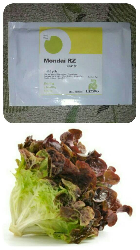 jual 1000pills benih selada merah mondai rz oak leaf jual 1000pills benih selada merah mondai rz oak leaf
