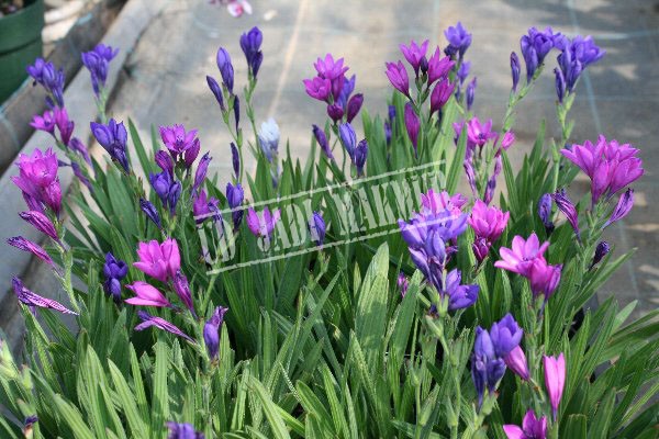 Unduh 800 Wallpaper Bunga Freesia HD Terbaik Unduh 800 Wallpaper Bunga Freesia HD Terbaik