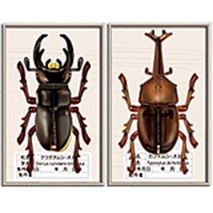 jual diy miniatur papercraft hewan serangga kumbang tanduk merpati store jual diy miniatur papercraft hewan serangga kumbang tanduk merpati store