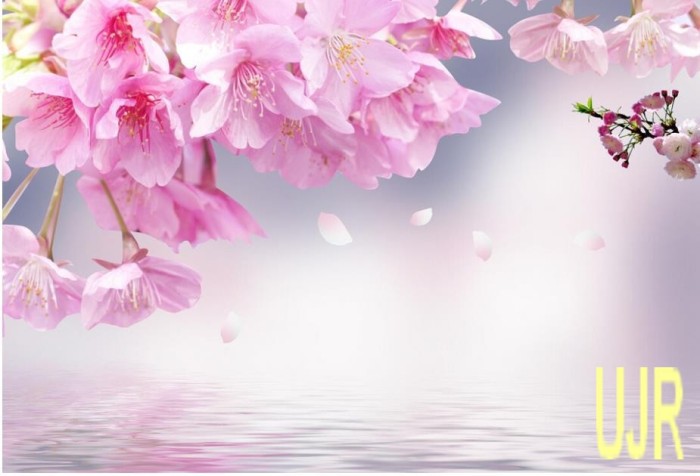 Download 6000 Wallpaper Bunga Sakura 3d HD Paling Baru Download 6000 Wallpaper Bunga Sakura 3d HD Paling Baru