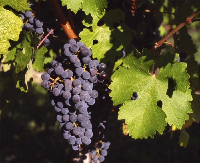 jual bibit benih seeds buah anggur wine grape fruit jual bibit benih seeds buah anggur wine grape fruit