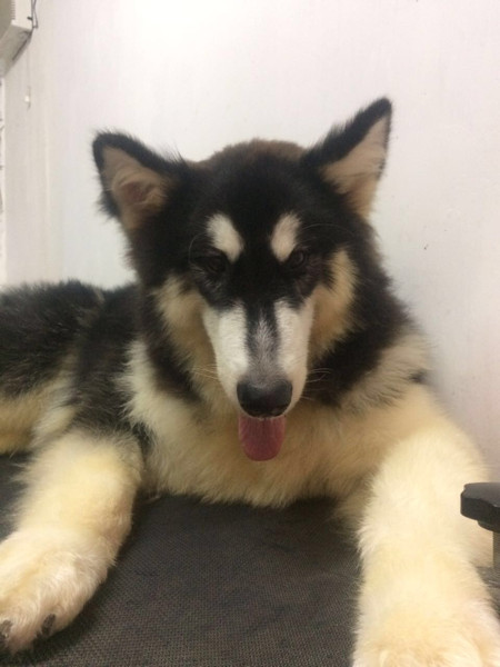 Jual Alaskan Malamute Jantan 9bulan Besar Kota Depok Raudahlan