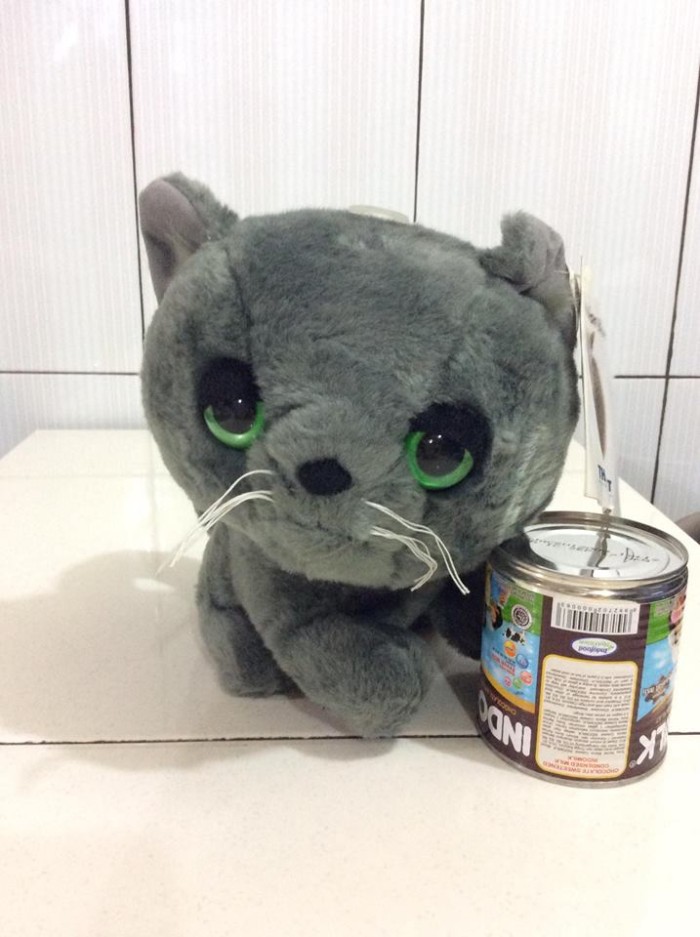 Info Russian Blue Cat Hargano.com Info Russian Blue Cat Hargano.com